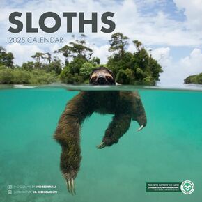 Foundation Sloth Conservation Foundation 2025 Sloth Wall Malendar ، مخطط 12 شهرًا ، صور أصيلة وفريدة من نوعها تم التقاطها في الطبيعة