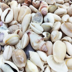 PEPPERLONELY Beach Mix Sea Shells, 8 OZ Apprx. 200+ PC Shells, 1/2 Inch ~ 1 Inch