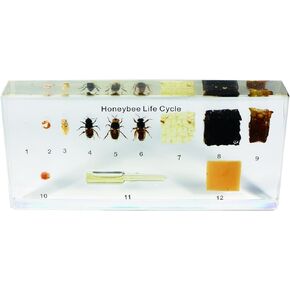 Real Bug Acrylic Honeybee Life Cycle Bioplast Block, 6-1/2" Width x 3-5/32" Height x 0.91" Thickness