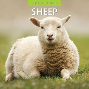 Red Robin 2025 Sheep Monthly Wall Calendar | 12" x 24" Open | Premium Thick & Sturdy Paper | Hangable 12 Month Calendar | Plastic Free | 4 Month Transition Page for 2024