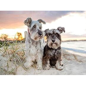 IPISSOI 5D Diamond Painting Kits for Adults Schnauzer Cute Pet Dog Animal Crystal Paint by Diamond Art Round Drill Mosaic Pattern Rhinestone Gift Wall Decor Kits for Adults 12x16 Inches