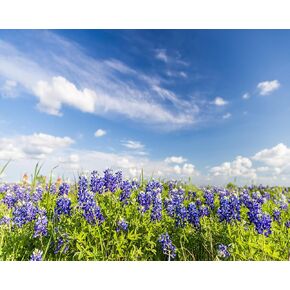 ZUVRDIAI DIY Paint by Numbers Texas Blue Filed and Blue Sky Canvas Painting Set with Acrylic Paints Paintbrush for Adults Beginners Artwork Gift 16 x 20Inch