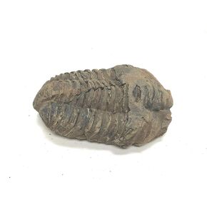 Calamene Trilobite Phossil Fossil Set 3