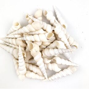 Heyiwell 8OZ White Turritella Shells for Shells Crafts Wedding Home Decoration Approx 35PC, 1.5" Inch~ 3" Inch