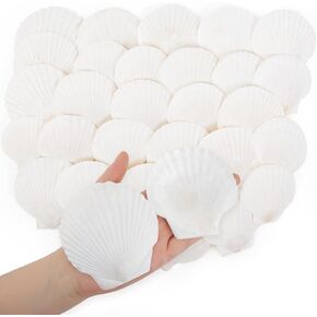 30pcs 2-3inch Scallop Shells, Natural Scallop Shells, Sea Shells for Crafting, Seashells Beach Decorations for Home, Beaching Wedding Decoration