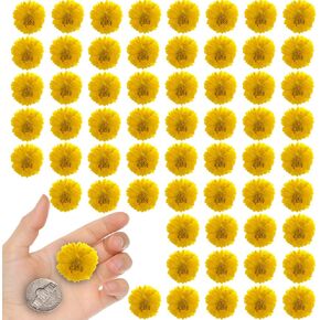 الزهور الصفراء المجففة calliopsis لزخارف الحرف الراتنج ، 60pcs طبيعية حقيقية مضغوطة الزهور الجافة الأساسية لمجوهرات راتنج ديي ديكور ديكور صنع الشمعة