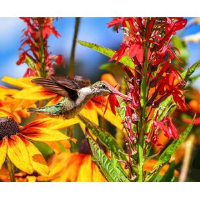 SPRINGBOK's Summer Hummingbird 500 PIESS PUMZUSE للبالغين يلتقط صورة رائعة للطيور الطنان في الطيران - صنع في الولايات المتحدة الأمريكية