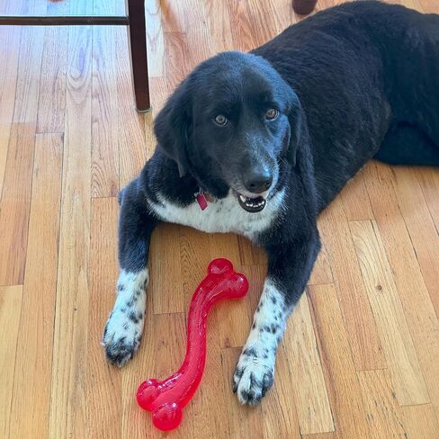 SPOT by Ethical Products - Play Strong - Trident Bone - Dog Toy for Aggressive Chewers Interactive Durable Dog Toy Red 6-Inch in Saudi Arabia