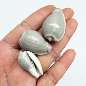 PEPPERLONELY 25 PC Marginella Vetricosa Sea Shells, 1 Inch ~ 1-1/2 Inch