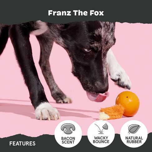 Barkbox Franz The Fox Dog Toy | Natural Rubber, Bacon Scented, Thrashy Tail & Wacky Bounce | Dog Toy for Aggressive Chewers in Saudi Arabia