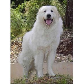 DIY Diamond Painting Great Pyrenees Dog Round Rhinestones Diamonds Painting Art Kit by Number Cross Stitch Craft Home Decor Gifts 12 x 16 inches