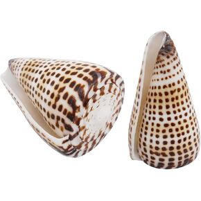 2pcs 2.5 "الأسود بقعة أسود العاج كونس مخروط القشرة الطبيعية قشرة القشرة الطبيعية لزخارف الأسماك الزخار