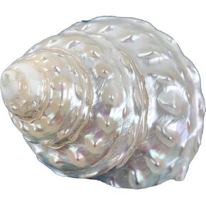 Heyiwell 1PC Wavy Top Pearled Shells,Large Pearled Sea Shell for Decorations Crafts 3"~3.5" Inch