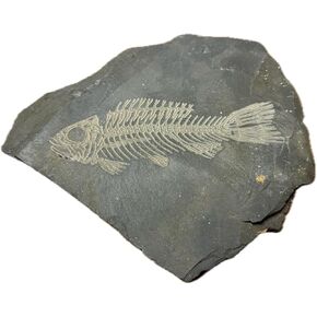 Laser-Engraved Fossil Aquarium Decoration – Realistic Black Slate Stone Ornament for Aquariums & Terrariums (Fish Fossil)