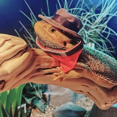 Bearded Dragon Cowboy Hat and Bandana Set Adjustable Lizard Reptile Costume Cool Pet Cap Halloween Costume Photo Props for Gecko Chameleon Amphibians Ferret Hamster (Brown) in Saudi Arabia
