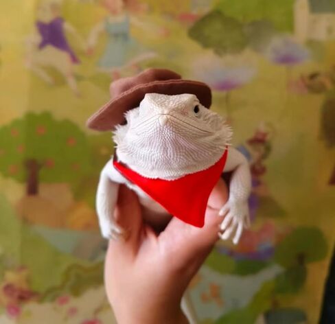 Bearded Dragon Cowboy Hat and Bandana Set Adjustable Lizard Reptile Costume Cool Pet Cap Halloween Costume Photo Props for Gecko Chameleon Amphibians Ferret Hamster (Brown) in Saudi Arabia