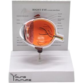 PVC Plastic Enlarged Human Right Eye Anatomical Model for Medical Teaching