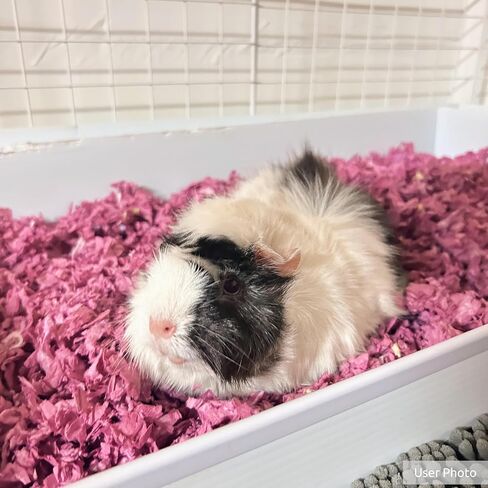 Kaytee Clean & Cozy Colors, Small Animal Bedding with Extreme Odor Control, Kaleidoscope, 24.6 Liters in Kuwait
