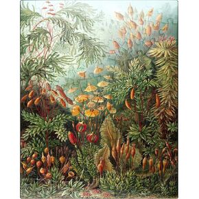 MyPuzzle Moss (Muscinae) - أشكال الفن في الطبيعة ، ملصق فني عتيق ، إرنست هيكل - بلغاز بانورت بقطع 500 قطعة للبالغين