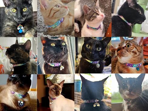 Stars, Suns, and Moons Cat Collar with Bell | Safety Breakaway Collar | Adjustable Large Size or Kitten Collar (Red & Gold Moon, Large(10lbs & Up)) in Kuwait