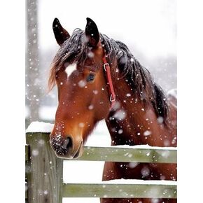Skryuie 5D Diamond Painting و Horses in Winter Full Drill by Number ، DIY Rhinestone Paint with Diamond Set Arts Craft Decorations (12x16inch)