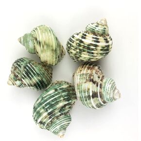 Heyiwell 5PC Green Silver Mouth Hermit Crab Shells,Turbo Sea Shells 2"~2.75" Inch