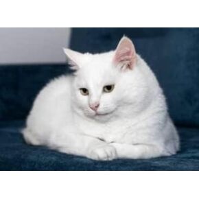Painting Painting Cat ، Diamond Painting by Numbers White Cat ، DIY 5D Diamond Painting Kits Hist ، Full Diamond Art Kit Cat Crystal Rhinestone Embroidery Cross Stitch Art Craft 12 × 16 Inch