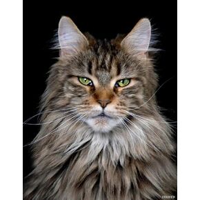 YEEIFFD Cat Full Drill Diamond Art, Maine Coon Cat 5D Diamond Painting Kits, Round Rhinestone Diamond Dots Gifts for Adults and Kids, 12 x 16 inch
