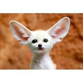 Muyankissu 5D DIY الماس مجموعات فن للبالغين ، Fennec Fox White Animal Cloy Drighter Cross Stitch Crystal Rhinestone Paints Forts Arts Wall Decor