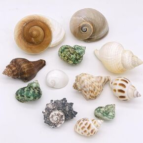 12PCS Hermit Crab Shells | 1.6"-3.2" Natural Sea Conch Shells | Growth Turbo for Small, Medium&Large Crabs | Saltwater Hermit Crab Supplies | Sea Shell for Beach Decor