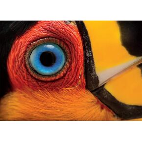 Buffalo Games - NatGeo/Joel Sartore - Ariel Toucan - 500 Piece Jigsaw Puzzle for Adults Challenging Puzzle Perfect for Game Nights - Finished Puzzle Size is 21.25 x 15.00