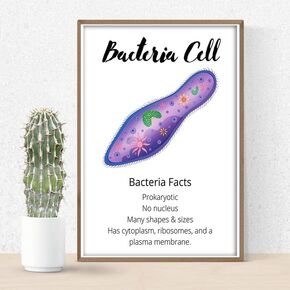 Bacteria Cell,Bacteria Facts,Prokaryotic No nucleus Many shapes & sizes…,12-Inches By 18-Inches Inspirational Motivational Educational Classroom Posters,Great Gift Ideas For Teachers,FBMAAP043
