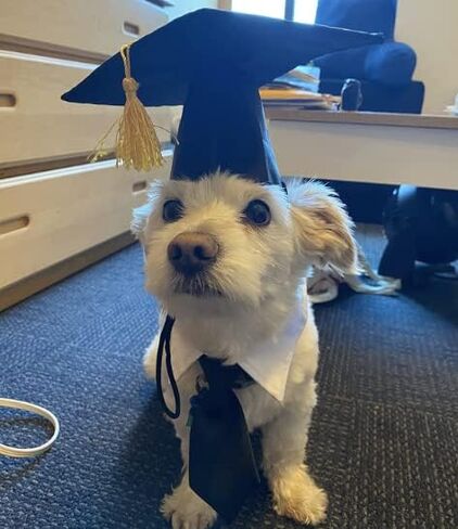 My Mom Graduated Dog Bandana 2024 and Dog Graduation Cap with Tassels Black, Dog Graduation Outfit Costume for Small Medium Large Dogs in Kuwait