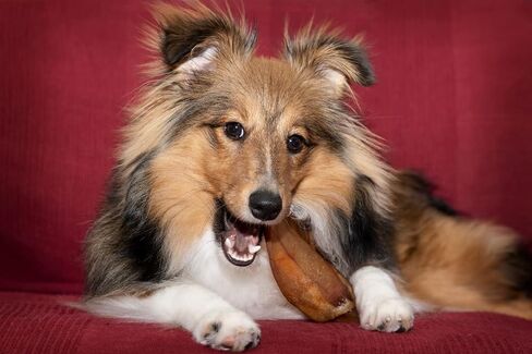 Pig Ears Dogs Treats, 100% Natural Long Lasting Pork Dog Chews, Ideal for All Chewers, Delicious and Healthy Dog Treats, Pig Ear Treats (One Pack of 30) in Kuwait