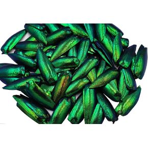 200 PCS غير مستقرة من الأجنحة الخضراء الأخضر الخضراء Elytra ، أجنحة Sternocera Aequisignata Beetle لصنع المجوهر