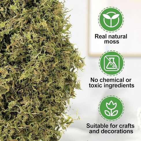 Alphatool 5oz Natural Green Moss for Crafts Beginners - Starter Moss for Plants Indoor, Artificial Fairy Gardens, Mini Mosswall, Glass Terrariums, Filling Fake Plants, Home Decoration in Kuwait