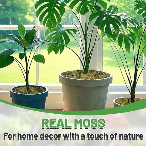 Alphatool 5oz Natural Green Moss for Crafts Beginners - Starter Moss for Plants Indoor, Artificial Fairy Gardens, Mini Mosswall, Glass Terrariums, Filling Fake Plants, Home Decoration in Kuwait