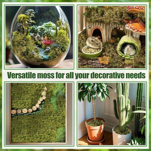 Alphatool 5oz Natural Green Moss for Crafts Beginners - Starter Moss for Plants Indoor, Artificial Fairy Gardens, Mini Mosswall, Glass Terrariums, Filling Fake Plants, Home Decoration in Kuwait