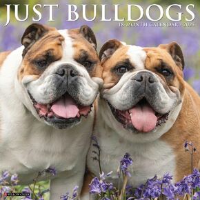 Willow Creek Press Calendars, Just Bulldogs 2025 Wall Calendar