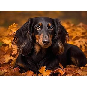 Hmdiimge Black Long Haird Dachshund 5d Adult Diamond Art ، Diy Diamond Art Painting Kits for Home Decor Canvas 30x40cm