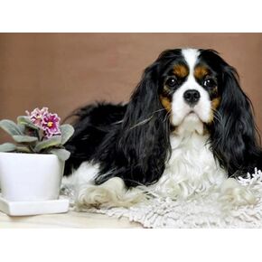5D DIY مجموعات الطلاء الماس ، Cavalier King Charles Spaniel DAG DAIMOND ART FULL DRILL CRYNER CRYSTAL RHINESTONE PICTS ARTS Diamond Painting Kits for Wall Decor Gift 30x40cm/12x16inch