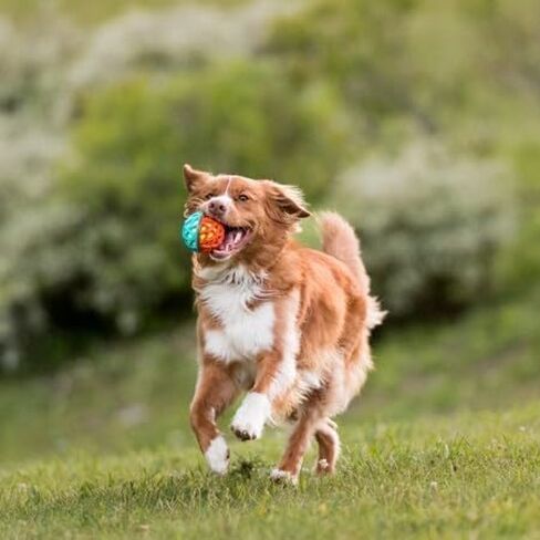 P.L.A.Y. Cute Outdoor Dog Toys - Go-Go Astro Ball Fetch Toy, Great for Puppies & Small, Medium, Large Dogs - Floats in Water, Bounces, Squeaker Tennis Ball Core, Beach & Pool Friendly (Flare) in Saudi Arabia