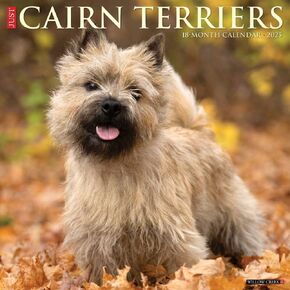 Willow Creek Press, Just Cairn Terrier 2025 Wall Calendar