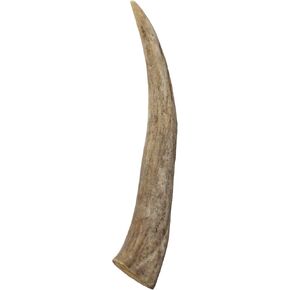 Chew Chief Deer Antler Dogs Breads الكبيرة - قرون الكلاب ذات الجودة المتميزة للمضغات العدوانية - ذكّرت بطبيعة الحال في مضغ الكلاب - مضغ قرن الوعل (حزمة واحدة)