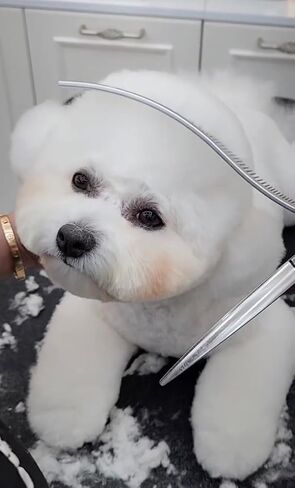 S-Curved Dog Grooming Comb, Dog Combs for Grooming Matting, Doodle Brush, Dematting Comb for Dogs, Dog Grooming Tools, Pet Comb, Metal Dog Grooming Comb, Dog Detangler Brush, Dog Dematting in Saudi Arabia