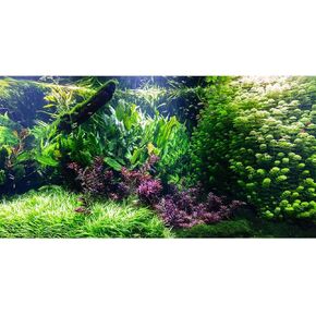 Aquarium Background Underwater Lush Seagrass Roots Fish Tank Background Tropical Undersea Scenery Aquatic Plants Jungle Style Aquarium Fish Tank Enclosure Background Wallpaper 30x12in
