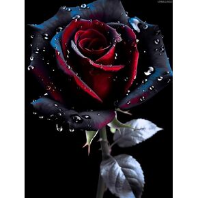 UPABLUNSO Rose Diamond Painting Kits for Adults DIY Black Rose with Dewdrops Diamond Painting Flower Diamond Art Kits for Adults for Home Wall Decoration and Gifts 12x16 inch