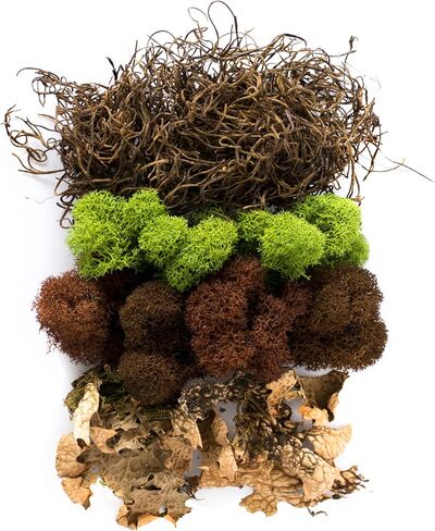 SuperMoss (23311) Elegant Decorative Mixed moss, MultiColor, 120 cu.in., white in Kuwait
