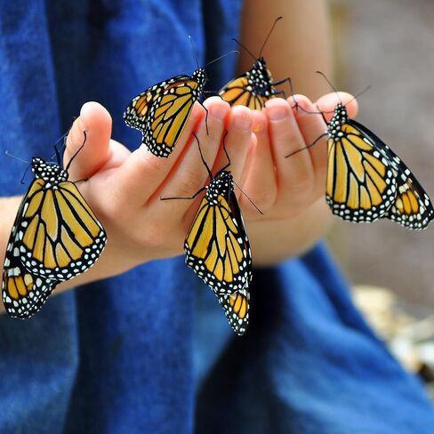 ناتشورا باوند لعبة قرية لايف باج اند باترفلاي هابيتات in Kuwait