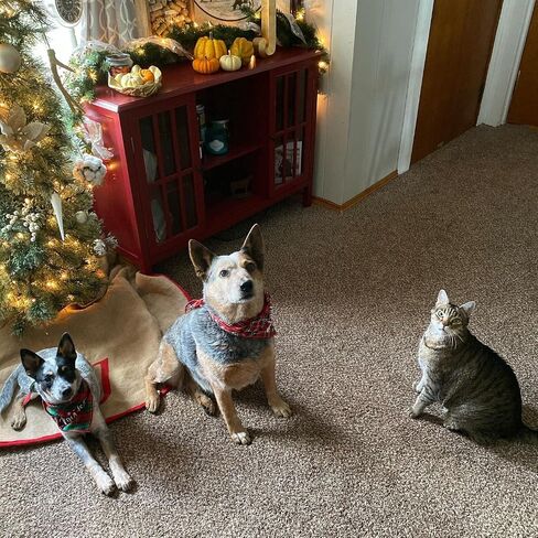 2 Pack Dog Bandana Christmas for Puppy Cat,Plaid Christmas Scarf for Dogs in Saudi Arabia